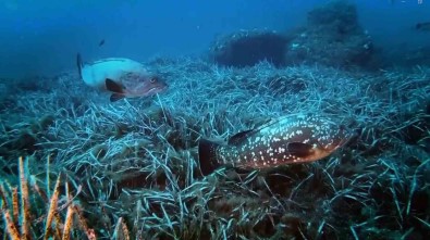 Denizlerde Korkutan Sicaklik Artisi
