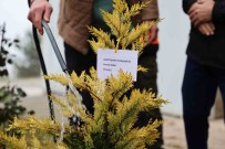 Fidanlar Sehitler Anisina Dikildi