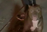 İstanbul'da tartıştığı adama pitbull cinsi köpeği saldırtan maganda