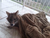 Yarali Tilkiyi Hayata Döndürdüler