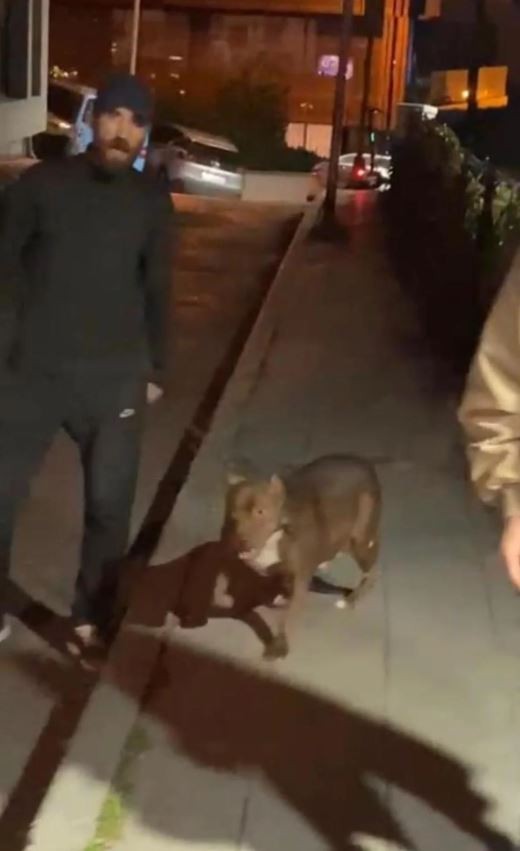İstanbul'da tartıştığı adama pitbull cinsi köpeği saldırtan maganda