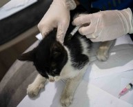 Baskan Günel, Patili Dostlarini Unutmuyor