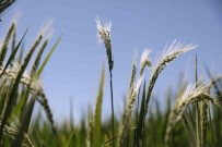 Diyarbakir'da Üreticilere 952 Milyon TL Destekleme Ödemesi Basladi