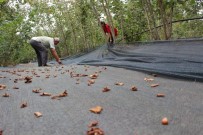 Findikta Hasat Filesi Basvurulari Basladi