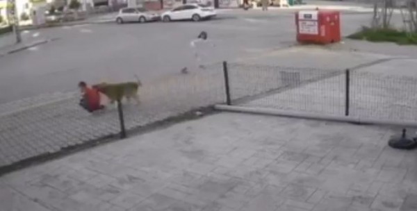 Sonu gelmiyor! Antalya'da sokak köpeğinin çocuğa saldırdığı korku dolu anlar...