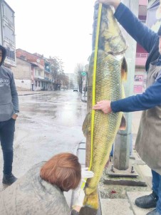 Elazig'da Aga Takilan Yaklasik 2 Metrelik Dev Turna Sasirtti Açiklamasi Tam 28 Yasinda