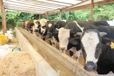 Hayvanlarina Sap Asisi Yaptirmayanlara 73 Bin TL Idari Para Cezasi