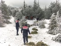 Jandarma Yaban Hayvanlari Için Yemleme Çalismasi Yapti