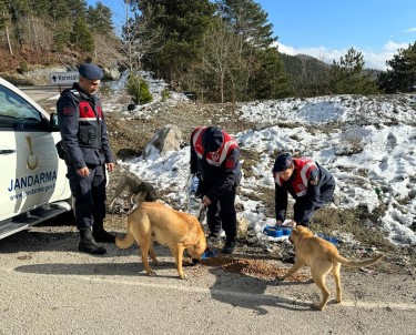 Jandarma, Zorlu Kis Sartlarinda Sokak Hayvanlarini Unutmadi