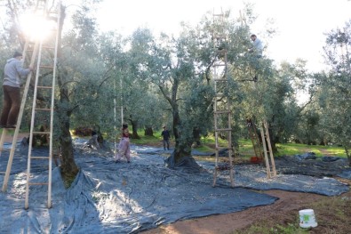 Marmarabirlik'ten 36 Milyon TL'lik Ödeme