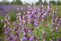 Samsun'da Tibbi Aromatik Bitki Üretimi Artiyor