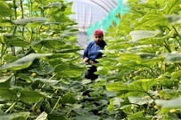 Domates Serasinda Günlük 666 TL'ye Çalisacak Eleman Bulunamiyor