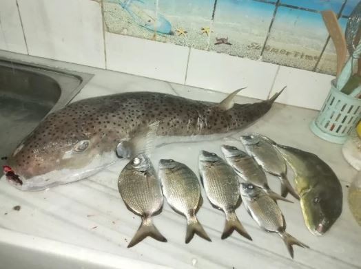 Balon balığı yiyen aile ölümden dönmüştü! Uzmanlardan korkutan açıklama : En zehirli iki türü…