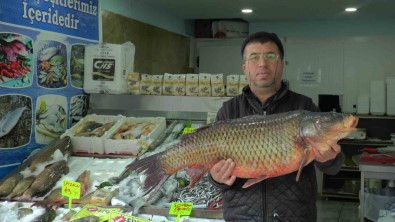 Denizi Olmayan Kayseri'den Balik Ihracati Yapiyor