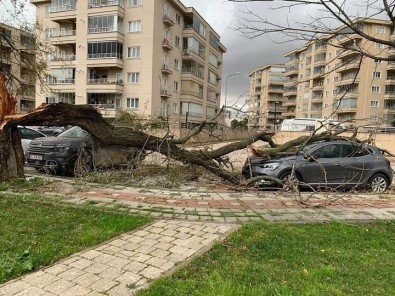 Bursa'da Lodos Hayati Felç Etti Açiklamasi Agaçlari Devirdi, Çöp Konteynerlerini Sürükledi