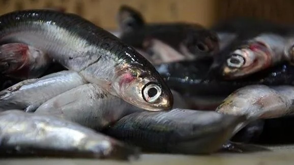 Trabzon'da denizden çıkıyor! Hamsiyi ikiye katladı