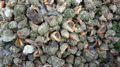 Deniz Salyangozu Ihracati Hamsiyi Solladi