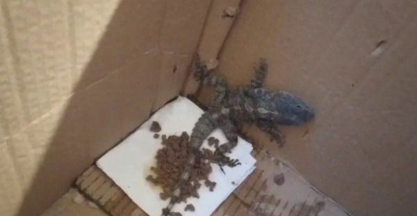 Kertenkele sanıp eve aldı: Hareket etmeye başlayınca hayatının şokunu yaşadı!