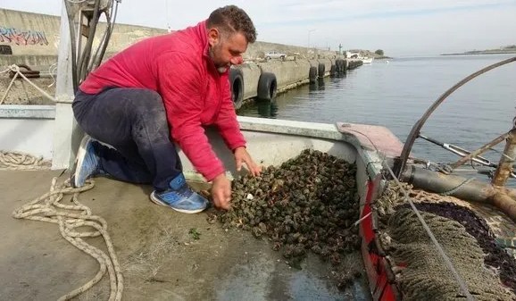 Trabzon'da denizden çıkıyor! Hamsiyi ikiye katladı