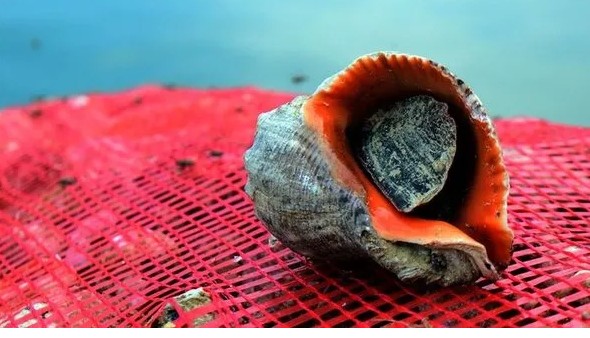 Trabzon'da denizden çıkıyor! Hamsiyi ikiye katladı