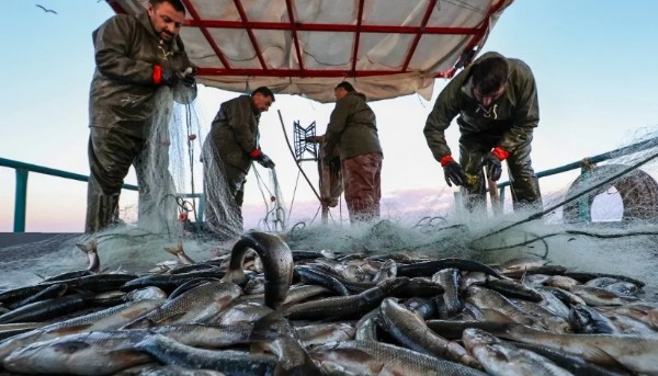 Balıkçılar dikkat! O şartı sağlayan %25 daha fazla ödeme alacak