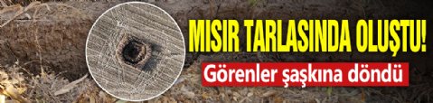 Mısır tarlasında oluştu! Görenler şaşkına döndü