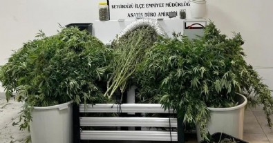 Evi uyuşturucu serasına çevirip ticaret yapan şahıslara operasyon