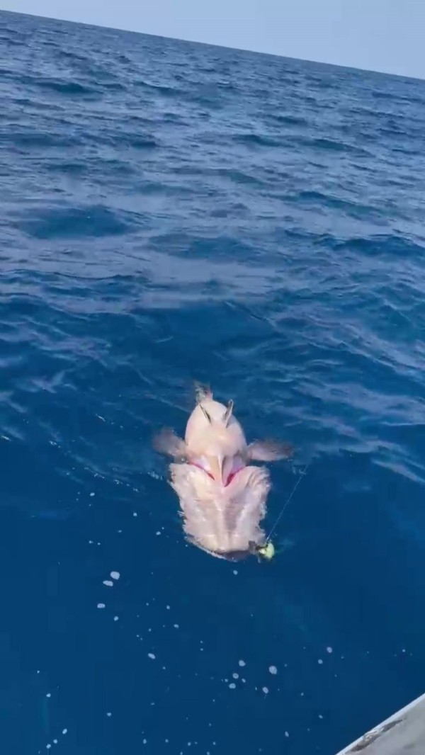 Balıkçı gözlerine inanamadı! 1.5 metrelik balık takıldı