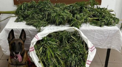 Artvin'de 15,5 kilo esrarla yakalanan 1 kişi tutuklandı