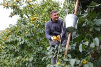 Bu köydeki ağaçlar altın değerinde: Kurusunun kilosu 250 TL!