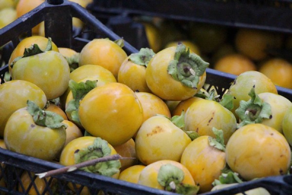 Bu köydeki ağaçlar altın değerinde: Kurusunun kilosu 250 TL!