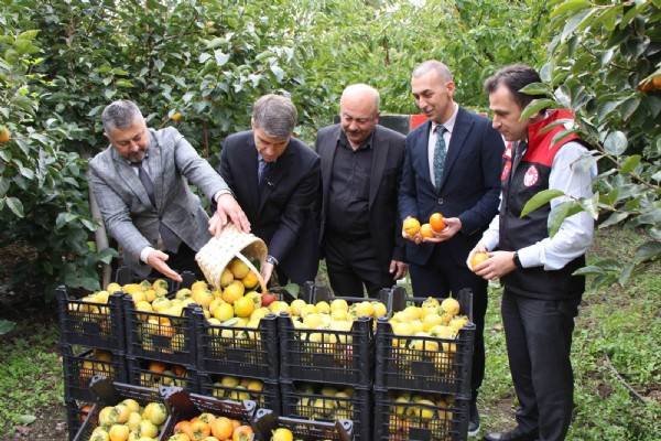 Bu köydeki ağaçlar altın değerinde: Kurusunun kilosu 250 TL!