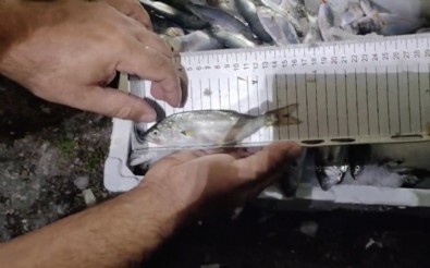 Kastamonu'da 56 kasa balık ele geçirildi