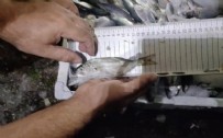 Kastamonu'da 56 kasa balık ele geçirildi