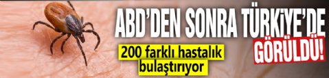 ABD'den sonra Türkiye'de de görüldü! 200 farklı hastalık bulaştırıyor!