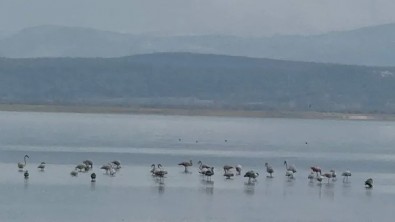 Türkiye’nin en büyüğüydü! Eğirdir Gölü’nde korkutan görüntü: 5 metre birden…