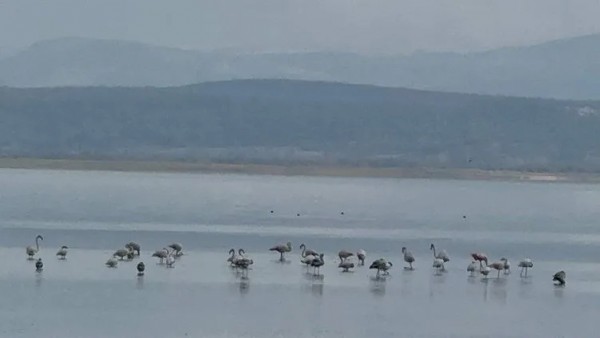 Türkiye’nin en büyüğüydü! Eğirdir Gölü’nde korkutan görüntü: 5 metre birden…