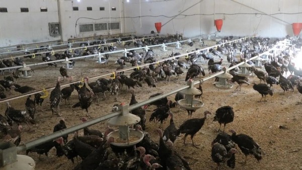 Ankara'da yeni 'Çiftlik Bank' vakası: 50 milyonluk hindi çiftliği vurgunu ortaya çıktı