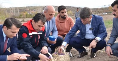 Kilosu 500 bin TL: Amasya’da yetişiyor...