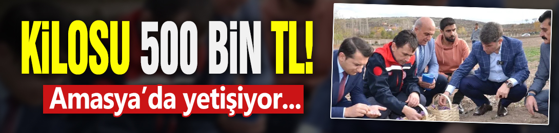 Kilosu 500 bin TL: Amasya’da yetişiyor...