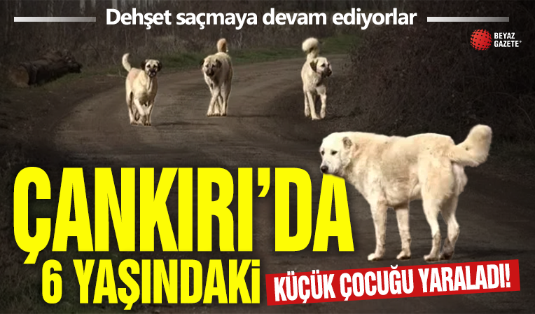 Çankırı’da başıboş köpek dehşeti! Saldırıya uğrayan 6 yaşındaki çocuk ağır yaralandı