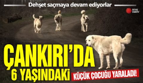 Çankırı’da başıboş köpek dehşeti! Saldırıya uğrayan 6 yaşındaki çocuk ağır yaralandı