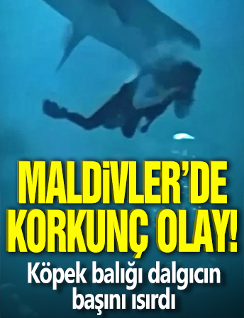 Maldivler'de korkunç olay: Köpek balığı dalgıcın başını ısırdı
