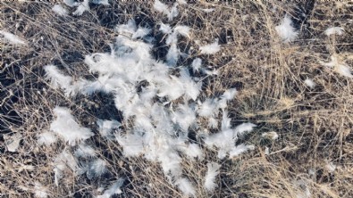 Ankara'da başıboş köpekler tavuklara saldırdı