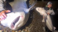 Yer: Antalya! Recep İvedik sahnesi gerçek oldu: Köpek balığını kucakladı