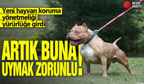 Yeni hayvan koruma yönetmeliği yürürlüğe girdi: Artık buna uymak zorunlu!