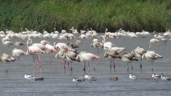 Görüntüler Türkiye'den! Binlercesi akın etti, gören şaşkına dönüyor