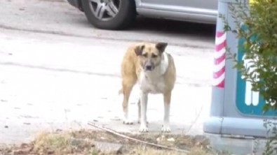 Ankara'da mahallelinin başıboş köpek sürüsü isyanı