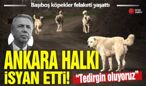 Ankara'da mahallelinin başıboş köpek sürüsü isyanı