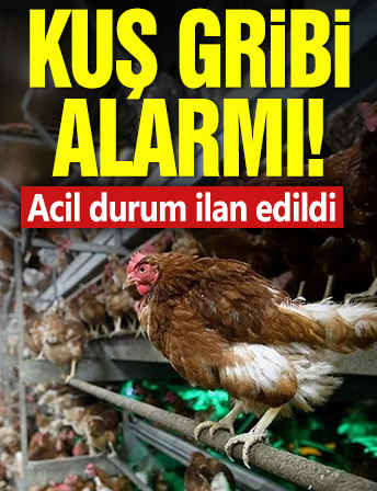 Kuş gribi alarmı! Acil durum ilan edildi
